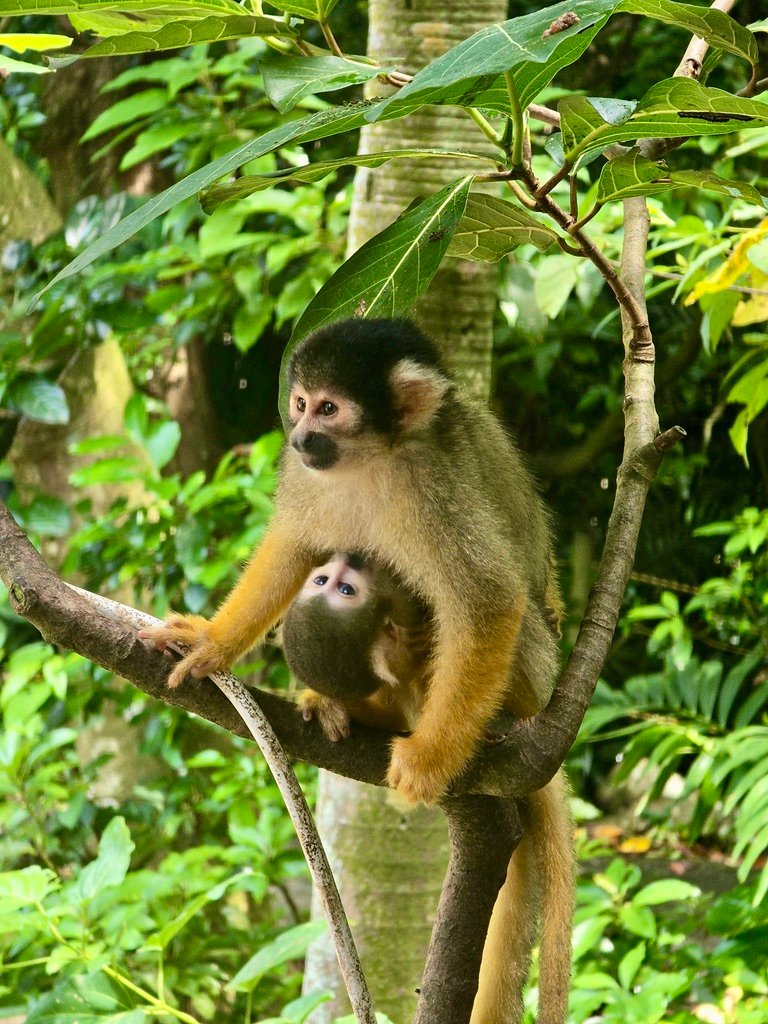 Spider moneys at Yaima Village 